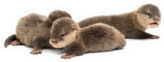 Baby Asian Small-clawed Otters Sticker
