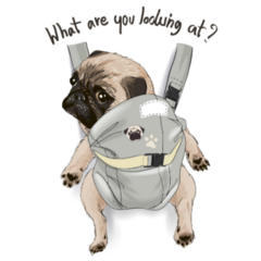 Baby Carrier Pug Sticker