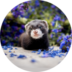 Baby Ferret In Purple Flowers Sticker