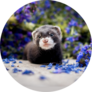 Baby Ferret In Purple Flowers Sticker