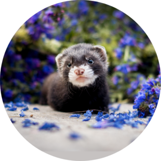 Baby Ferret In Purple Flowers Sticker