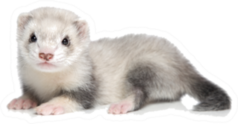 Baby Ferret Lying On A White Background Sticker