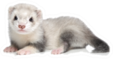 Baby Ferret Lying On A White Background Sticker