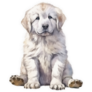 Baby Great Pyrenees Sticker