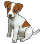 Baby Jack Russel Sticker