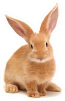 Baby Of Orange Rabbit On White Background Sticker