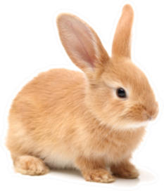 Baby Of Orange Rabbit On White Sticker