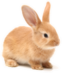 Baby Of Orange Rabbit On White Sticker