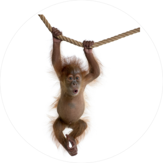 Baby Orangutan Hanging On Rope Sticker