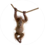 Baby Orangutan Hanging On Rope Sticker