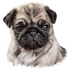 Baby Pug Portrait Sticker