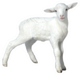 Baby Sheep Kid Isolated Sticker