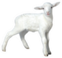 Baby Sheep Kid Isolated Sticker