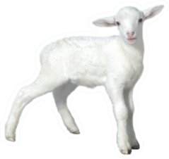 Baby Sheep Kid Isolated Sticker