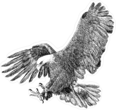 Bald Eagle Swooping Down to Attack Prey Sticker
