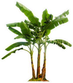 Banana Tree Isolated With Clipping Paths Sticker