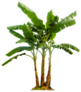 Banana Tree Isolated With Clipping Paths Sticker