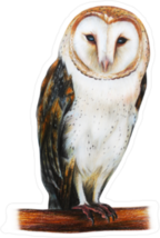 Barn Owl Drawing Sticker