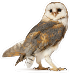 Barn Owl Sticker