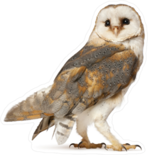 Barn Owl Sticker