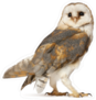 Barn Owl Sticker