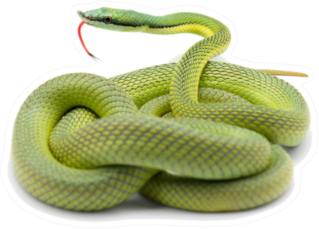 Barons Green Racer Snake Isolated On White Sticker