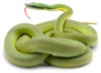 Barons Green Racer Snake Isolated On White Sticker