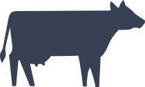 Basic Cow Sticker