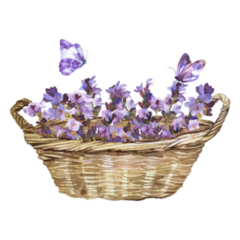 Basket Of Lavender Sticker