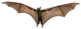 Bat Flying Isolated On White Sticker