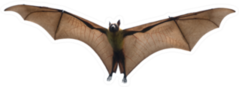 Bat Flying Isolated On White Sticker