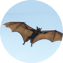 Bat Flying On Blue Sky Sticker