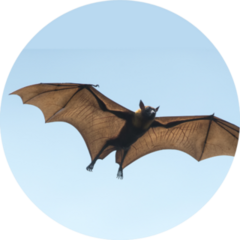 Bat Flying On Blue Sky Sticker