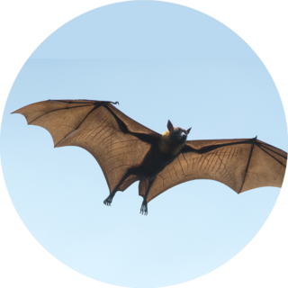 Bat Flying On Blue Sky Sticker