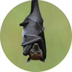 Bat, Hanging Lyles Flying Fox Sticker