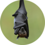 Bat, Hanging Lyles Flying Fox Sticker