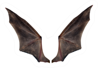 Bat Wings Isolated On White Sticker