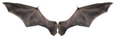 Bat Wings Sticker