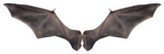 Bat Wings Sticker