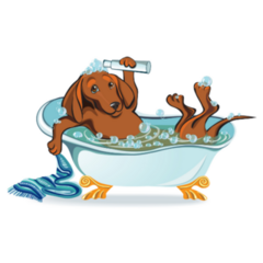 Bathing Dachshund Sticker