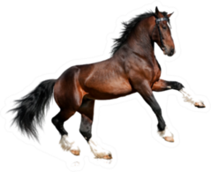 Bay Big Horse Isolated On White Sticker