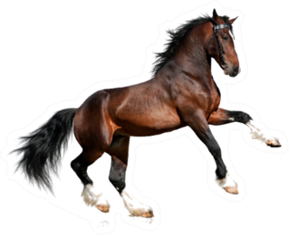 Bay Big Horse Isolated On White Sticker