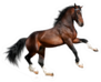 Bay Big Horse Isolated On White Sticker