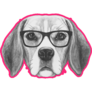 Beagle Drawing Pink Sticker