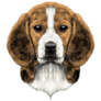 Beagle Face Sketch Sticker