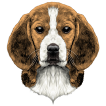 Beagle Face Sketch Sticker
