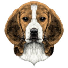 Beagle Face Sketch Sticker