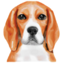 Beagle Illustration Sticker