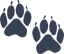 Bear Tracks Sticker