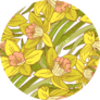 Beautiful Arrangement Of Spring Daffodils Pattern Sticker